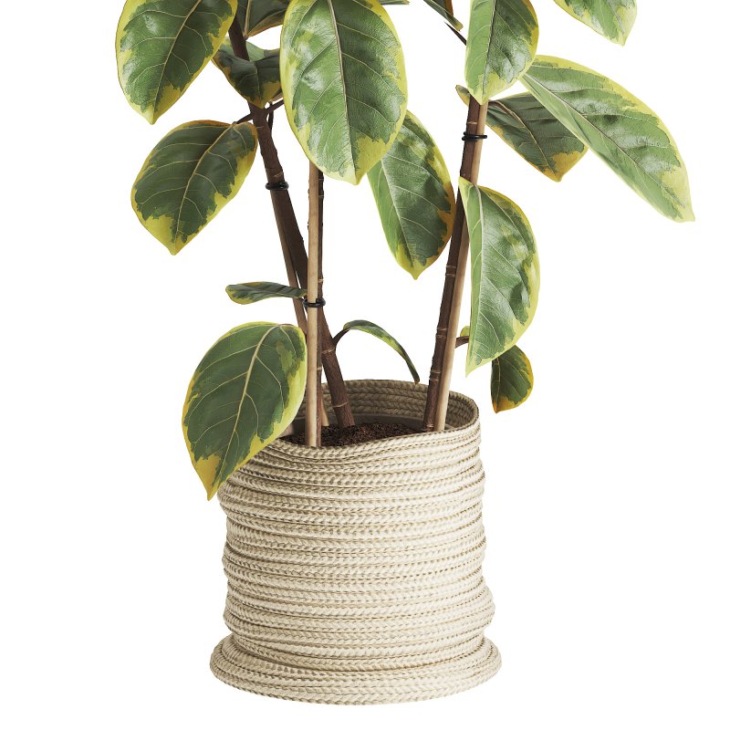 Indoor Plant Ficus Elastica Ruby - Image 1