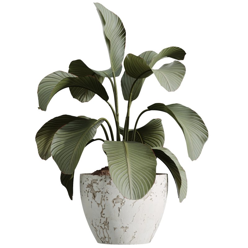 AV Indoor Plants Set 286 Ficus Marginata Olive Calathea Lutea - Image 3
