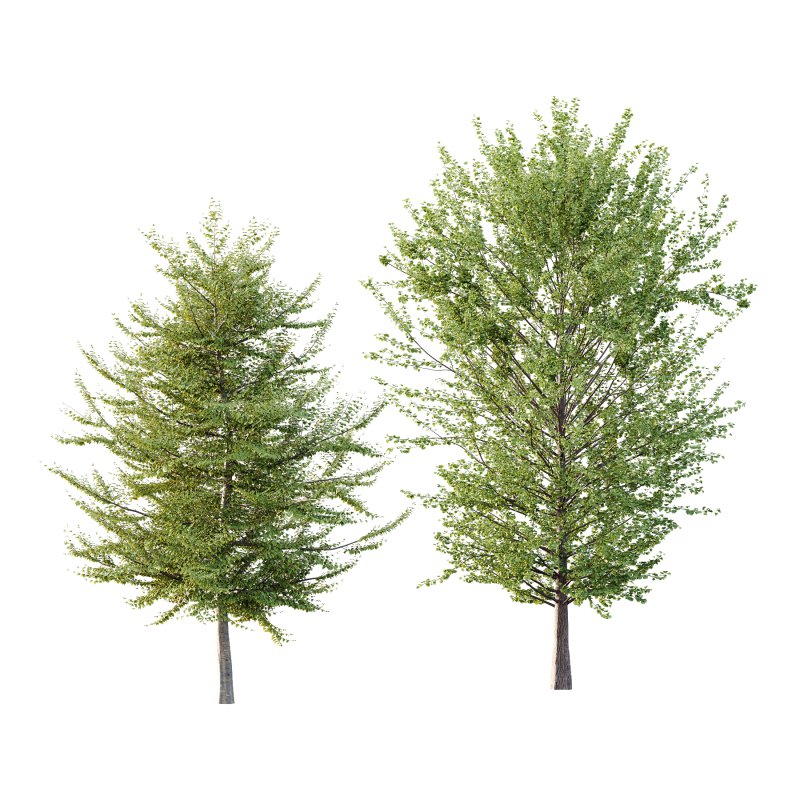 Different Trees 36 - Image 1