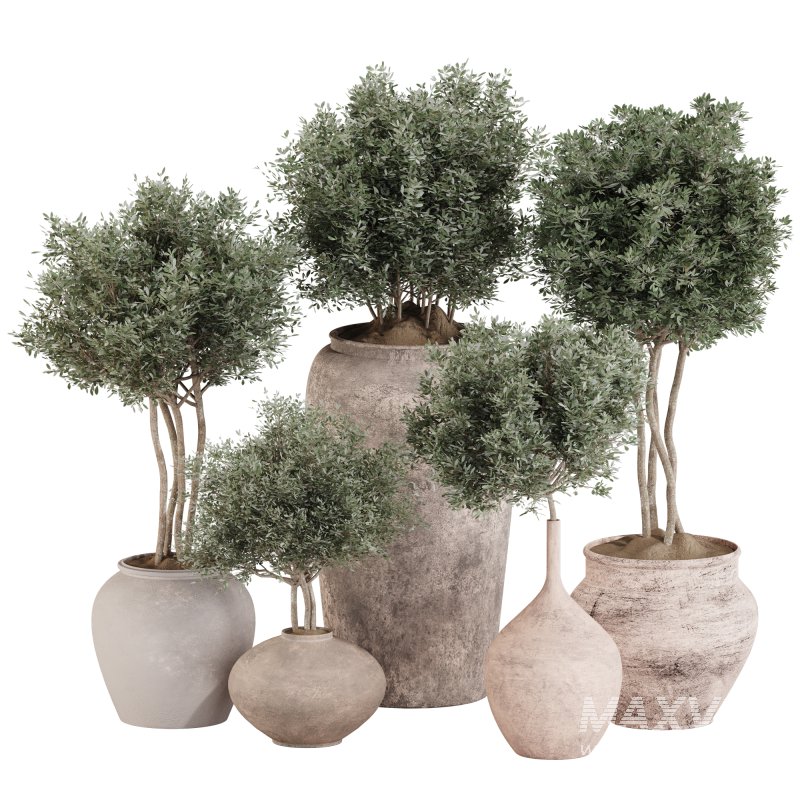 Outdoor Tree Collection in pot 01 - Image 1