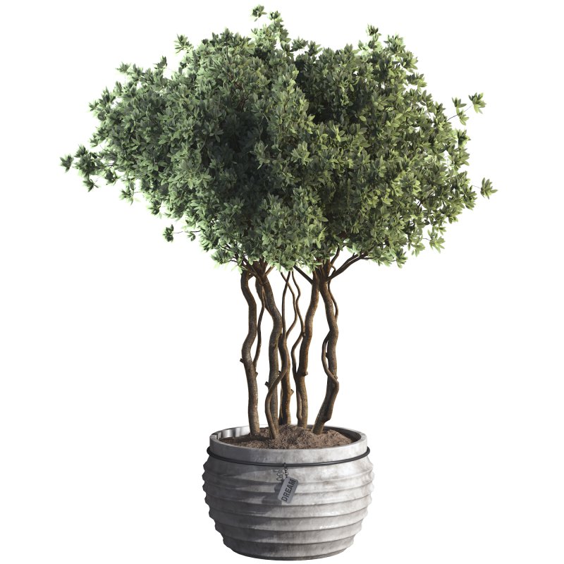 Indoor Plant 07 - Image 2