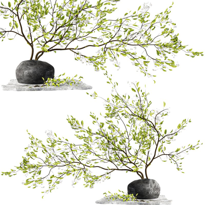 Bouquet Plant - Image 4