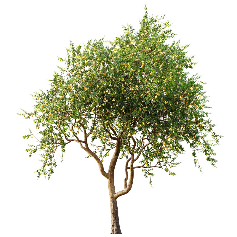 ntal presence. - Image 5