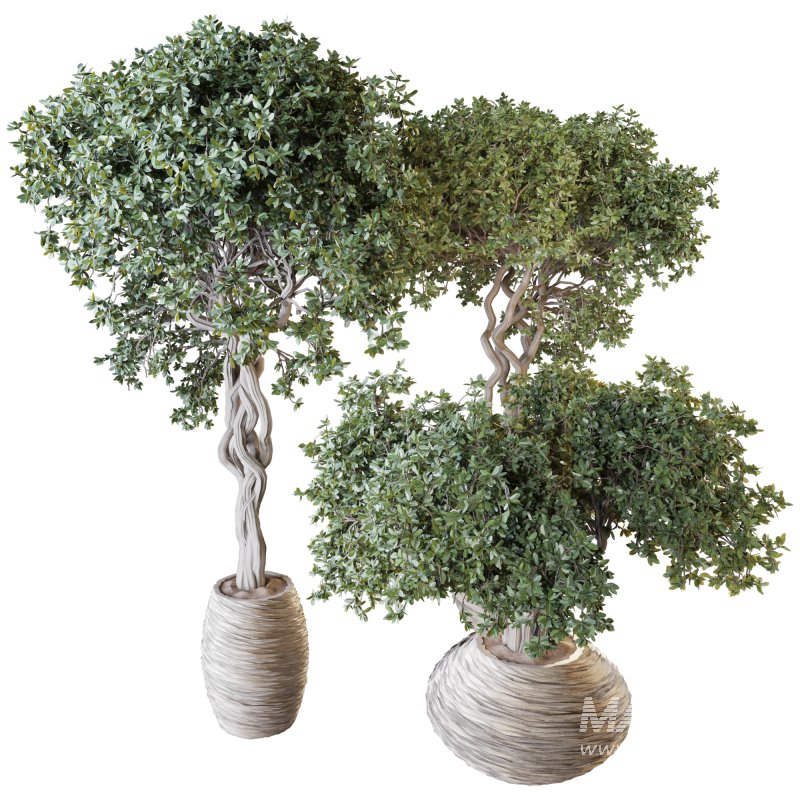 Indoor Plant Set 03 - Image 3