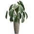 AV Indoor Plants Set 303 Europaea Olive Eucalyptus and Alocasia Jardin and Ficus Fig - Thumbnail 2
