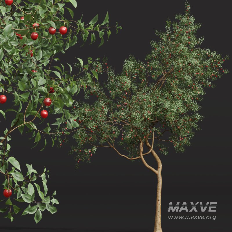 ntal and culinary value. - Image 6