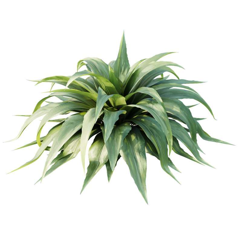 ntal plant admired for its wide, sword-like leaves in vibrant green shades. Native to woodland and shaded habitats, Carex Platyphylla is valued for its lush texture and architectural form, while the Astelia influence enhances its decorative appeal with broad foliage and striking volume. The elegant rosette structure makes this plant suitable for borders, garden beds, or modern planters, providing both softness and a bold visual statement. Modeled with precision and enhanced by 4K textures, this asset ensures high realism and versatility for both indoor and outdoor architectural visualizations. - Image 3