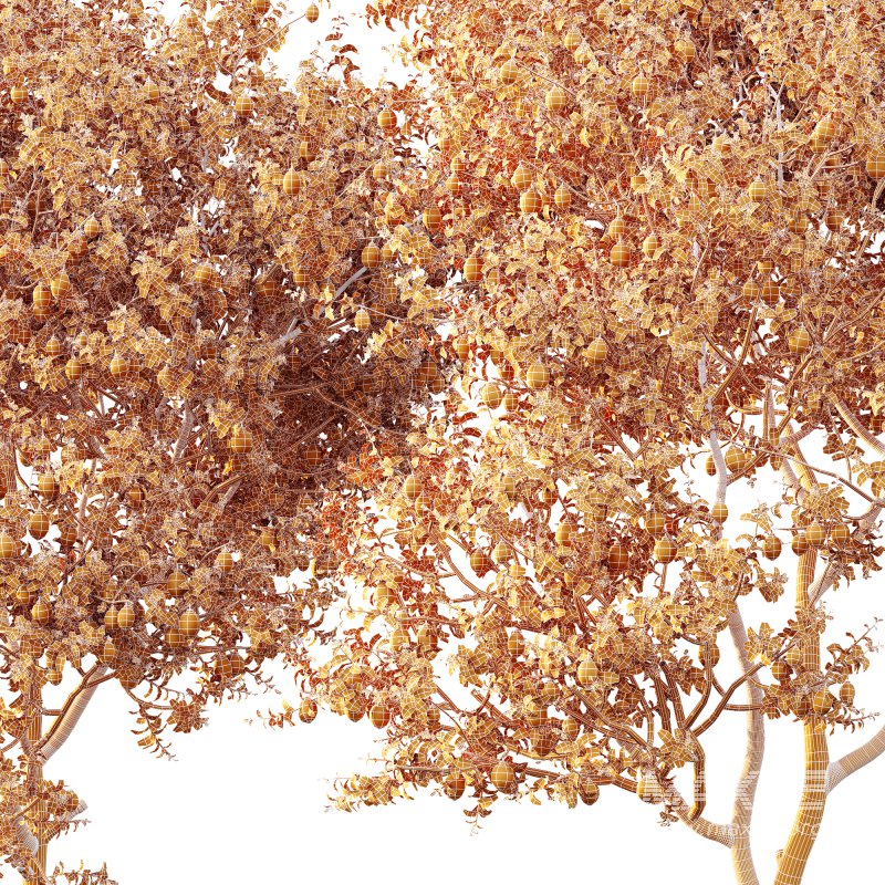 AV Fruit Trees Citrus Meyer Lemon Orange and Citrus Meyer Lemon - Image 5