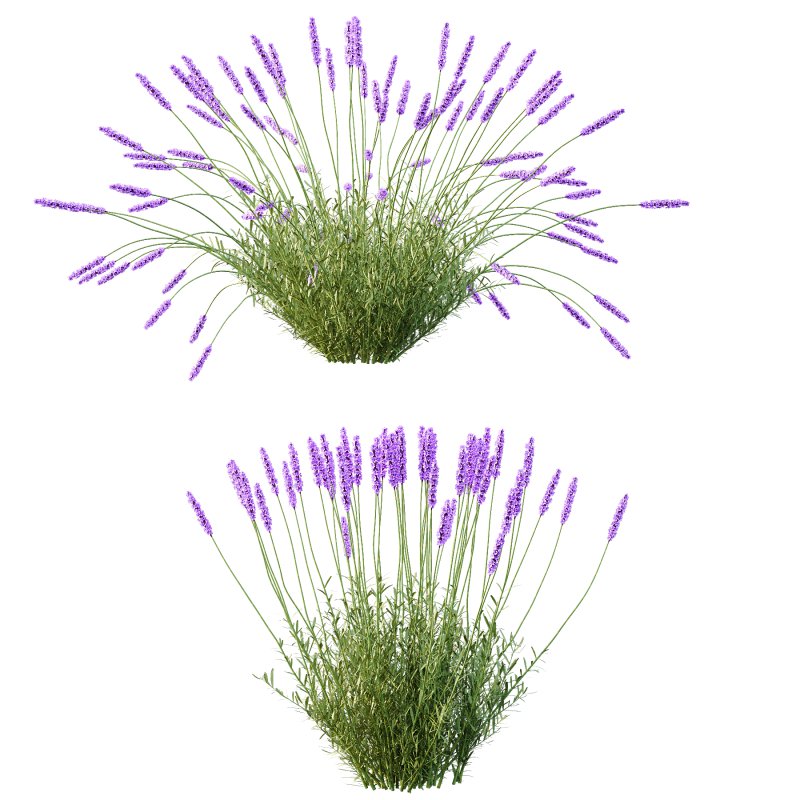plant Grass Flower Lavandula pedunculata 01 - Image 3