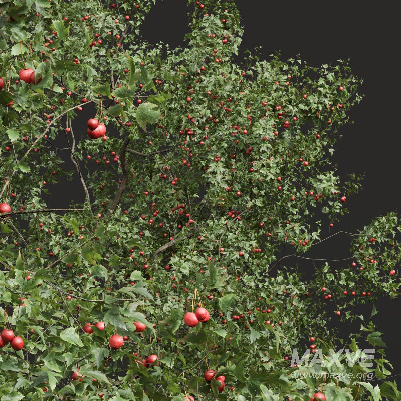 ntal and culinary value. - Image 1