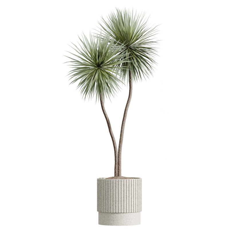 AV Indoor Plants Set 284 Banana Nicolai Yucca Palm Ficus Marginata - Image 7