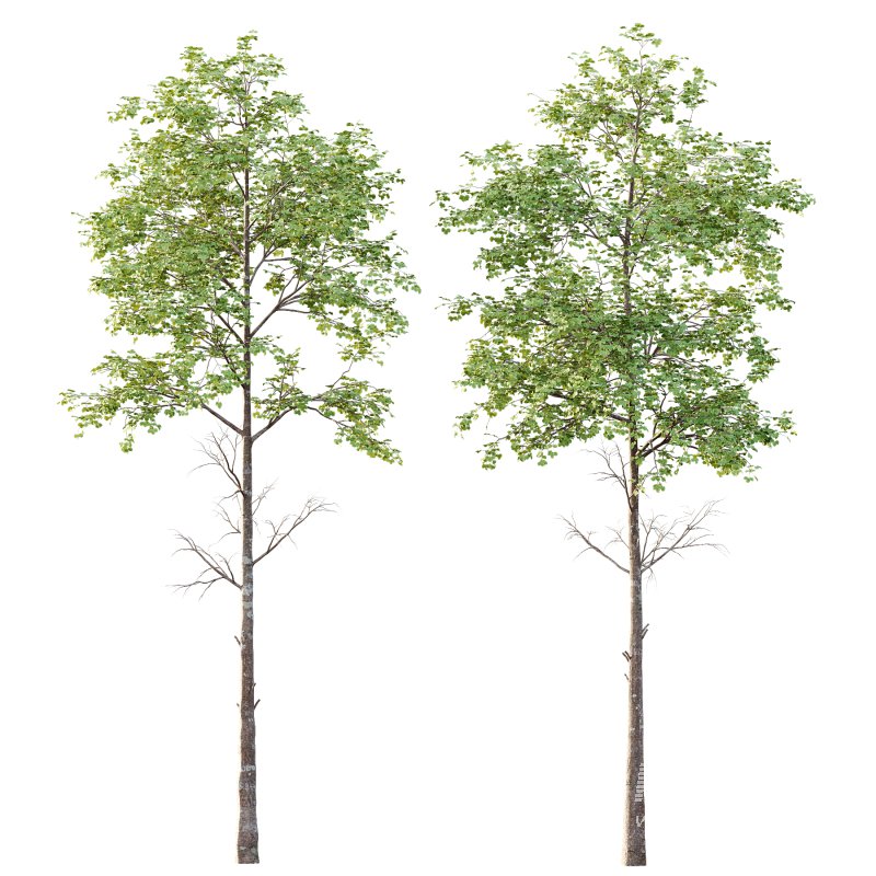 Different Trees 29 - Image 1