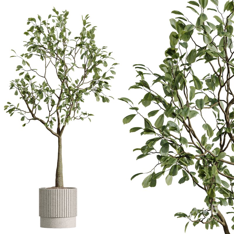 AV Indoor Plants Set 291Ficus Marginata and Banana Nicolai and Yucca Palm - Image 4