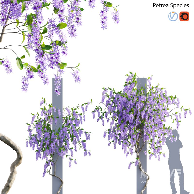 Petrea Volubilis – Queen’s Wreath – 01 - Image 1