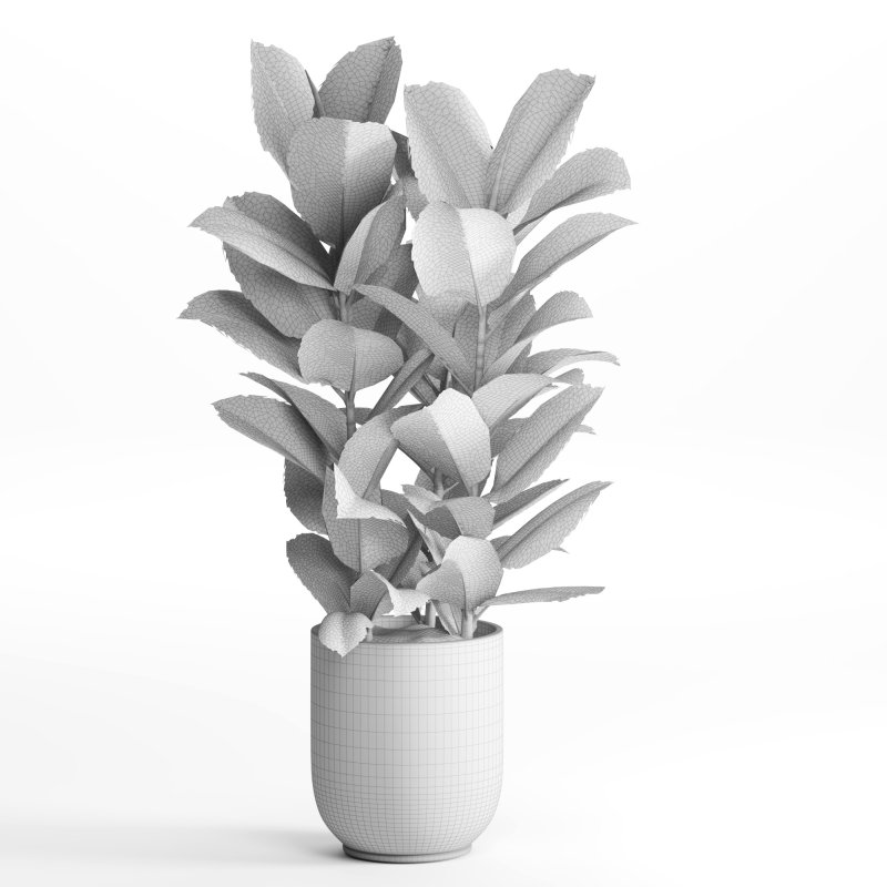 Indoor Plant Rubber Ficus - Image 2