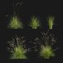 Prairie dropseed | Sporobolus heterolepis - Thumbnail 1