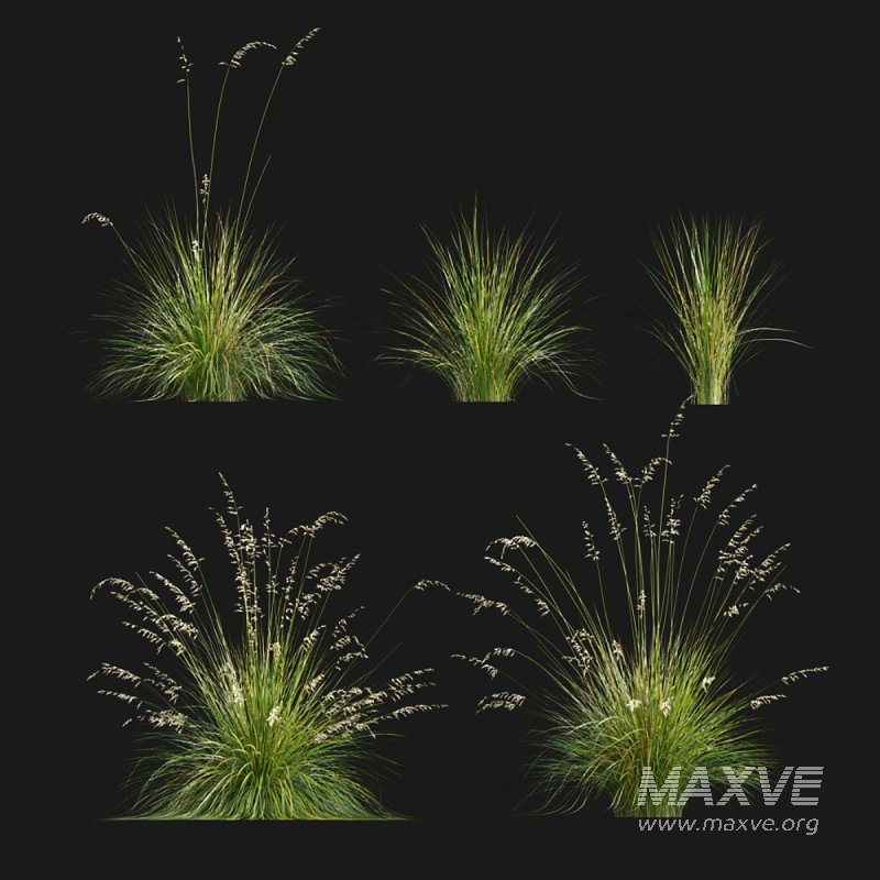 Prairie dropseed | Sporobolus heterolepis - Image 1