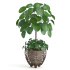 Indoor Plant Pilea in basket pot - Thumbnail 3