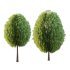 Juniperus scopulorum Tree 02 - Thumbnail 1