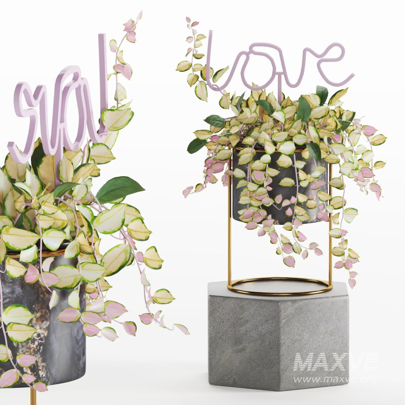 Indoor Plant Valentine Heart Shape Hoya Carnosa Aglaonema Pink Pearl - Image 2