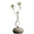 AV Indoor Plants Set 299 Japandi Ficus Dracaena Marginata and Mission Arbequina Olive - Thumbnail 1