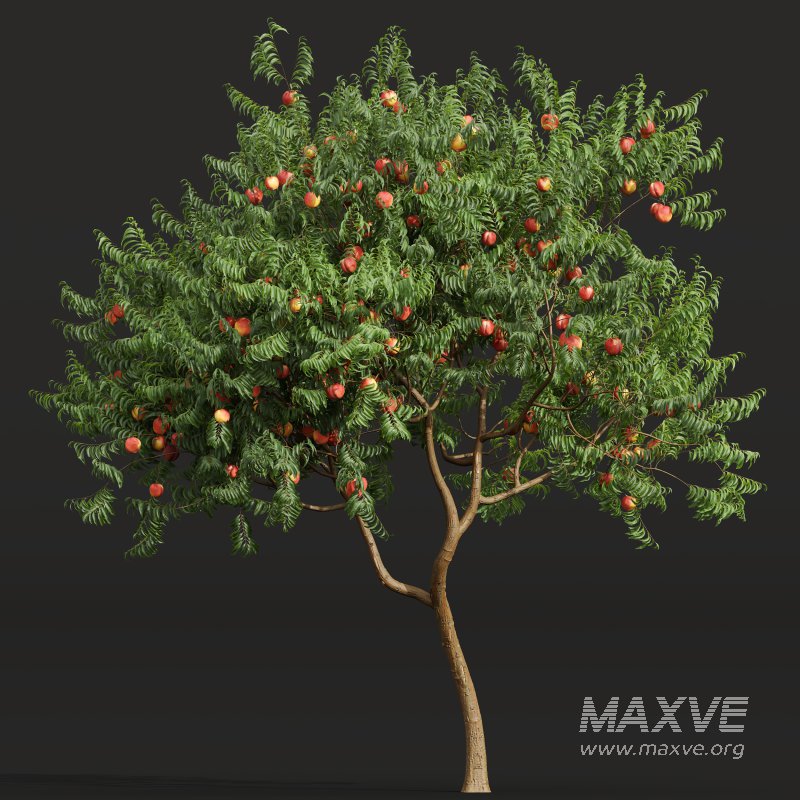 ntal charm. - Image 6