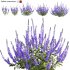 Salvia nemorosa - Thumbnail 1