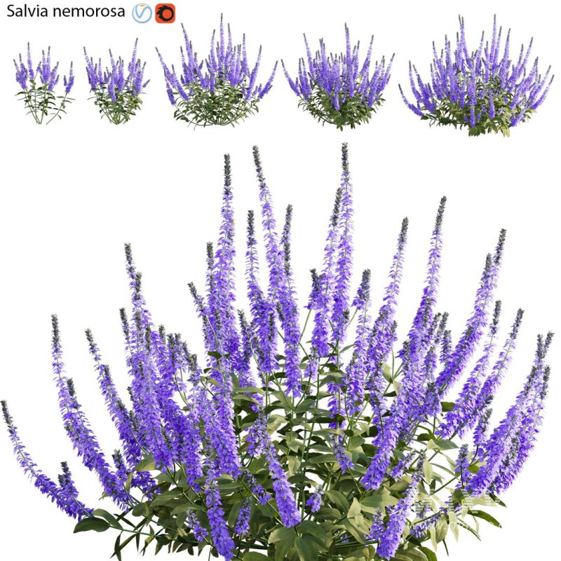 Salvia nemorosa - Image 1