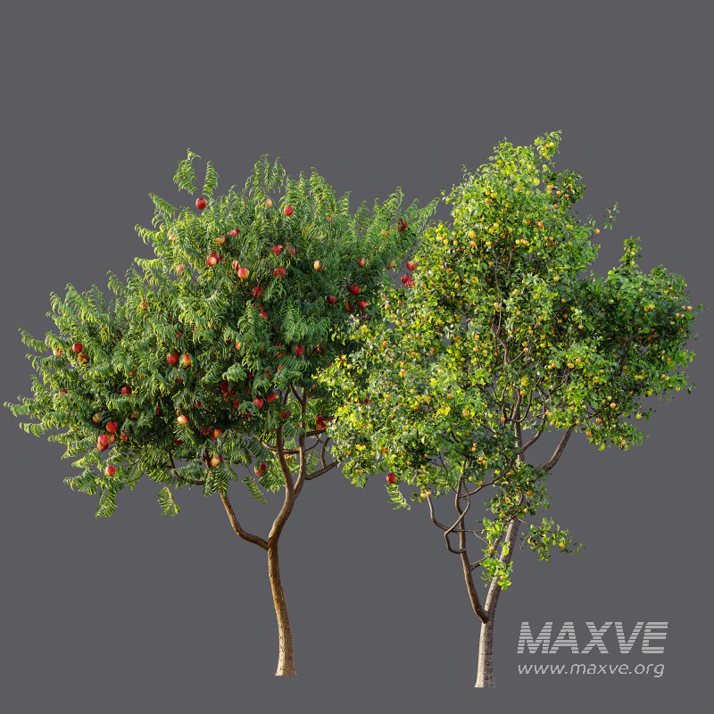 ntal charm. - Image 12