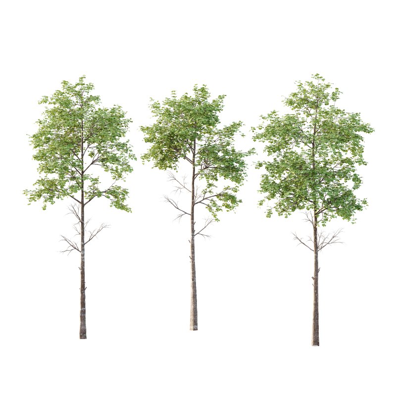 fagus sylvatica Tree 01 - Image 1