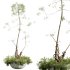 AV Indoor Plants Set 306 Japandi Decorative Minimalism Ficus Dracaena Marginata - Thumbnail 1