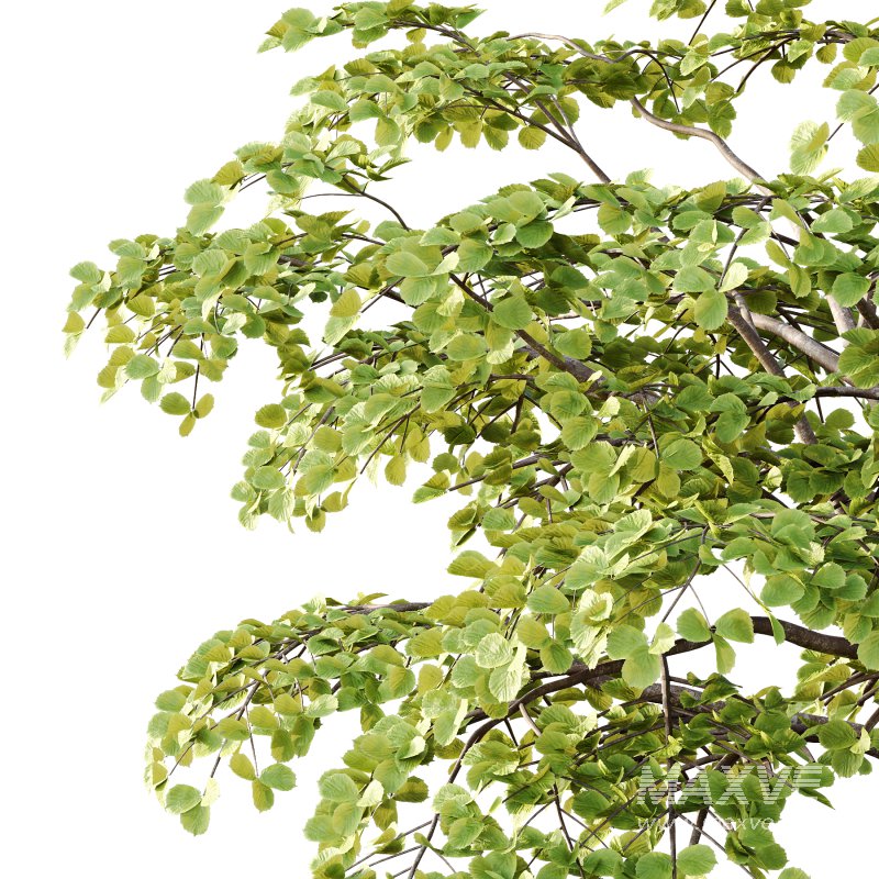 fagus sylvatica tree 13 - Image 5