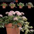 Pelargonium – Geranium 01 - Thumbnail 1