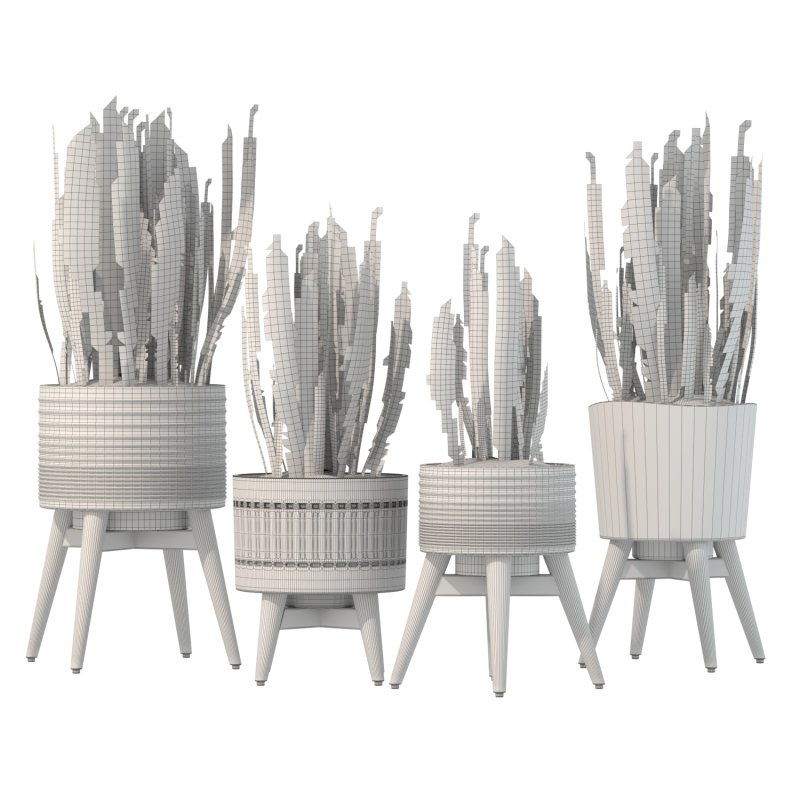 Sansevieria Plant Set - Image 10