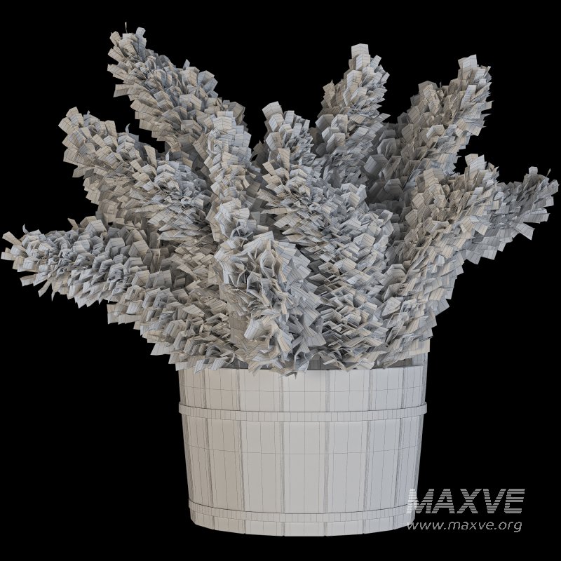 Light Cream Color Pampas Collection Set 23 - Image 4