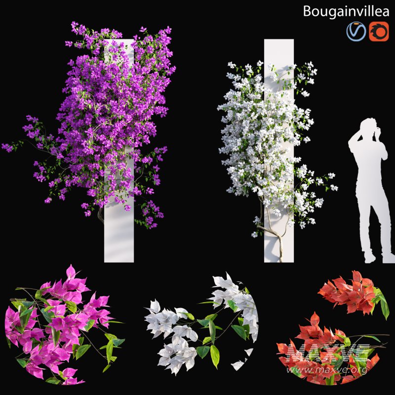 Bougainvillea – 01 - Image 1