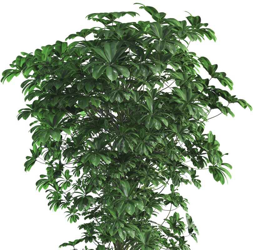 Indoor Plant 09 - Image 3