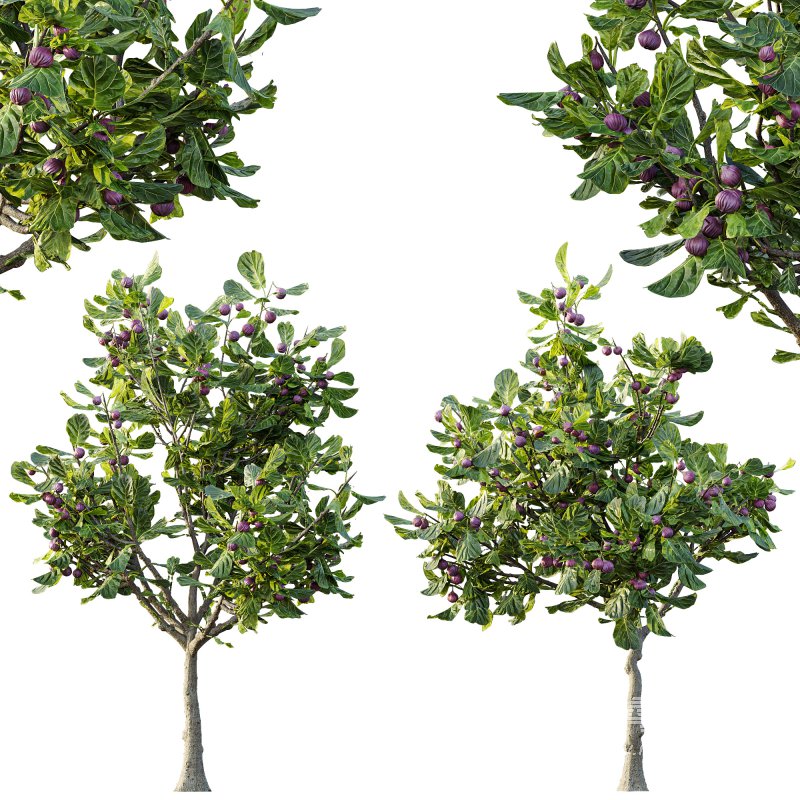 ntal uses. - Image 3