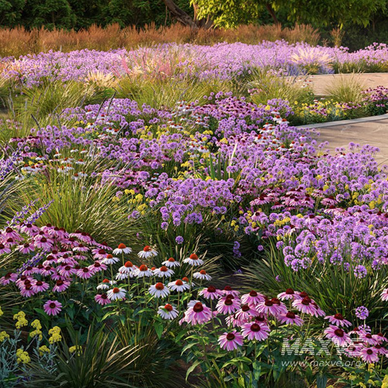 Echinacea purpurea – Coneflower - Image 2