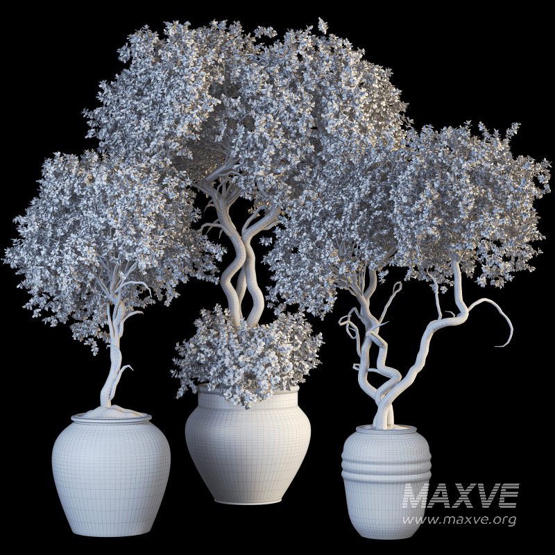 Outdoor Plant 09 - Image 7