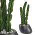 Indoor Plant Cactus - Thumbnail 1