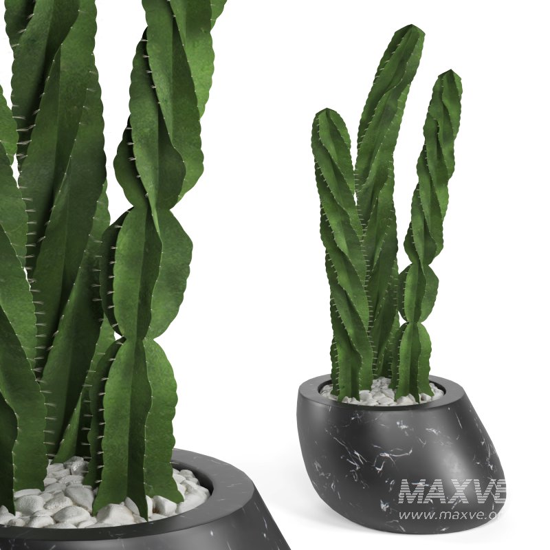 Indoor Plant Cactus - Image 1