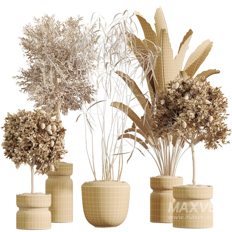 AV Indoor Plants Set 288 Fruit Lemon Tree and Banana Nicolai and Ficus Dracaena Marginata and Olive - Image 9