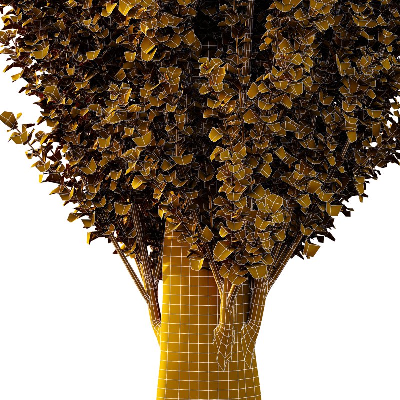 fagus sylvatica tree 05 - Image 1