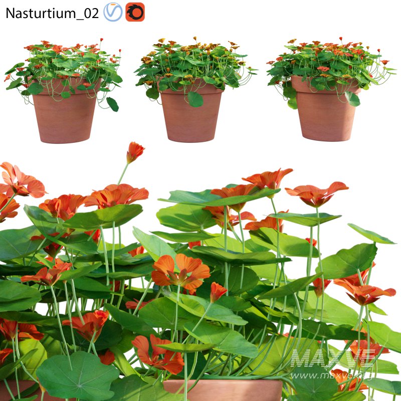 Nasturtium 02 - Image 1