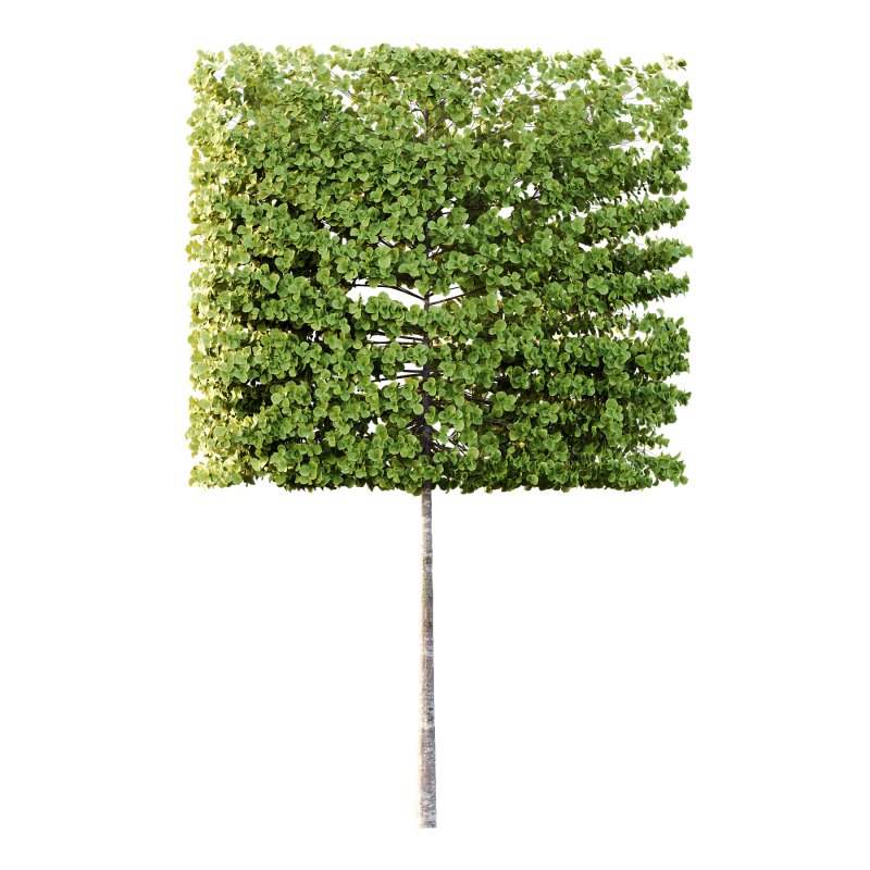 fagus sylvatica tree 17 - Image 4