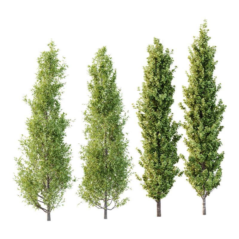 Different Trees 33 - Image 1