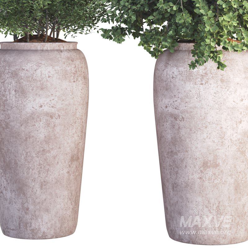 Outdoor Plant 010 - Image 4