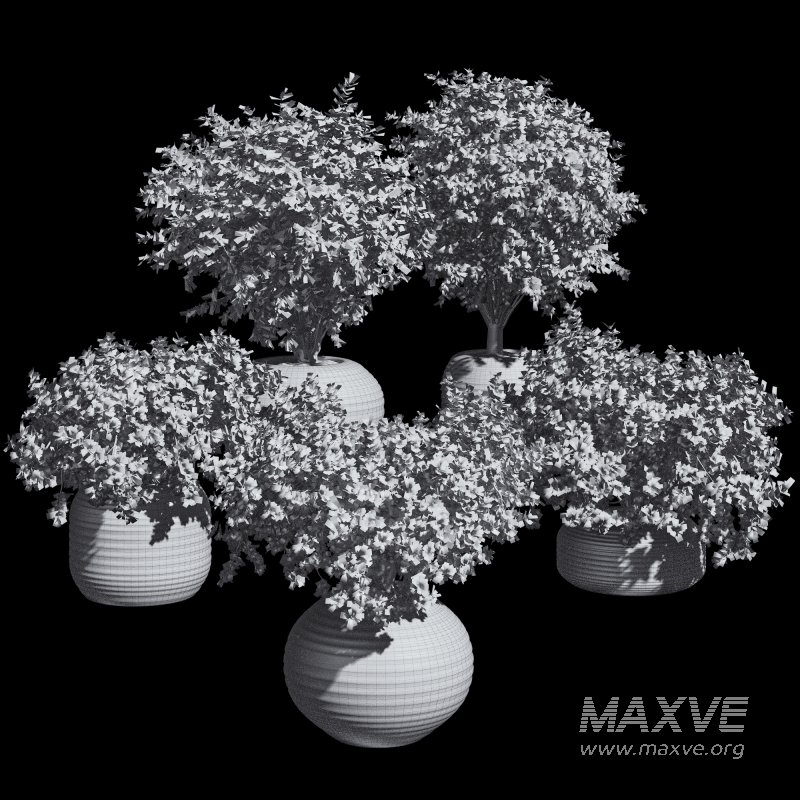 Outdoor Bush Collection in Pot 08 - Image 7