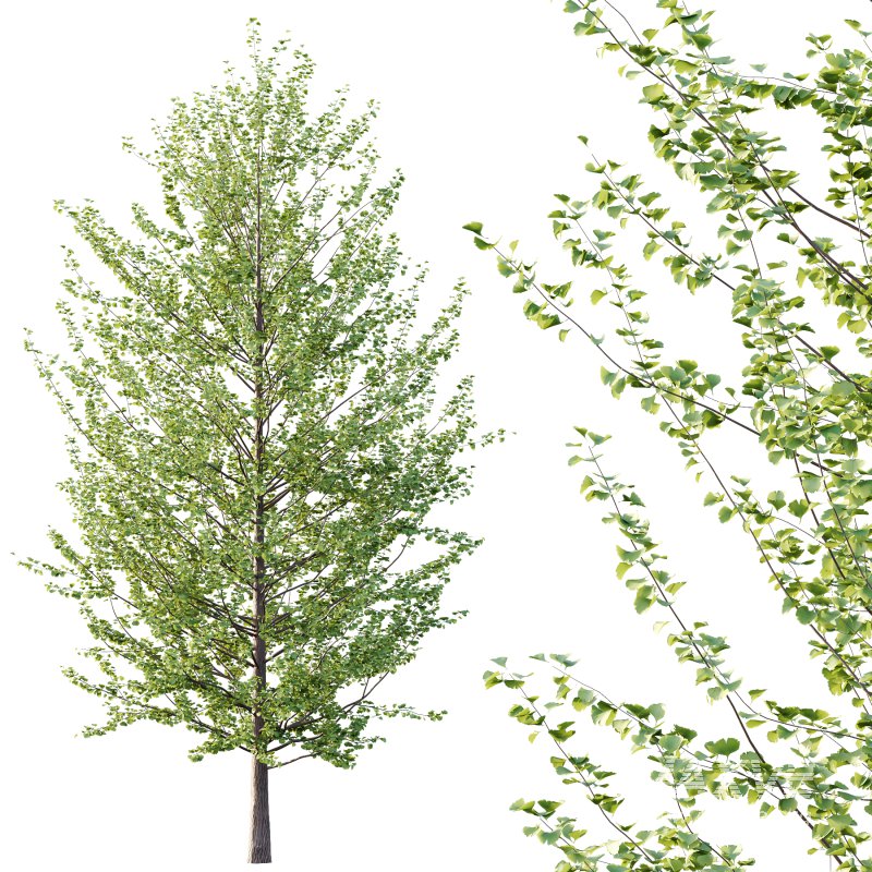 Different Trees 31 - Image 5